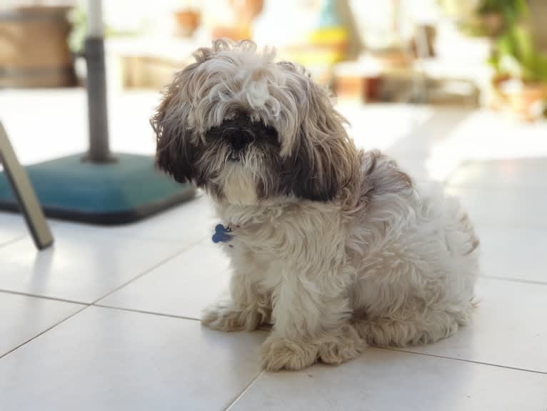 Einstein, a Shih Tzu tested with EmbarkVet.com