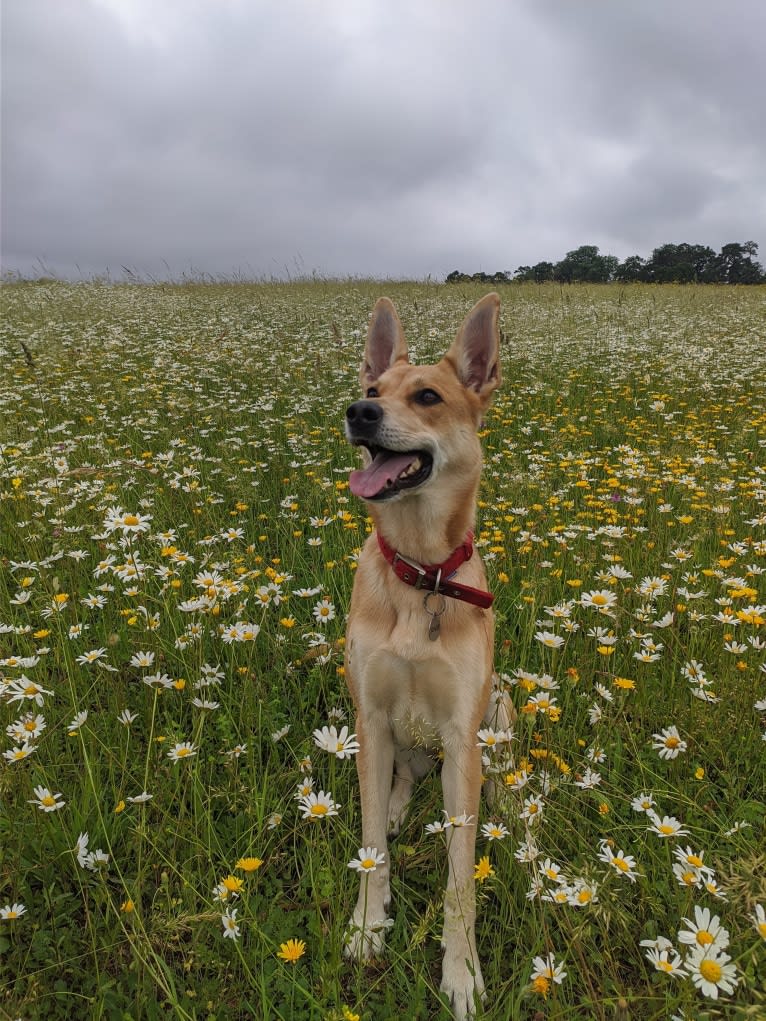 Jovie, a German Shepherd Dog and Bullmastiff mix tested with EmbarkVet.com