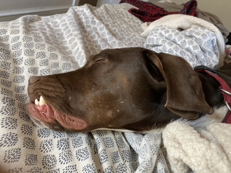 Franklin Hans Neidermeyer, a Pointer and German Shorthaired Pointer mix tested with EmbarkVet.com