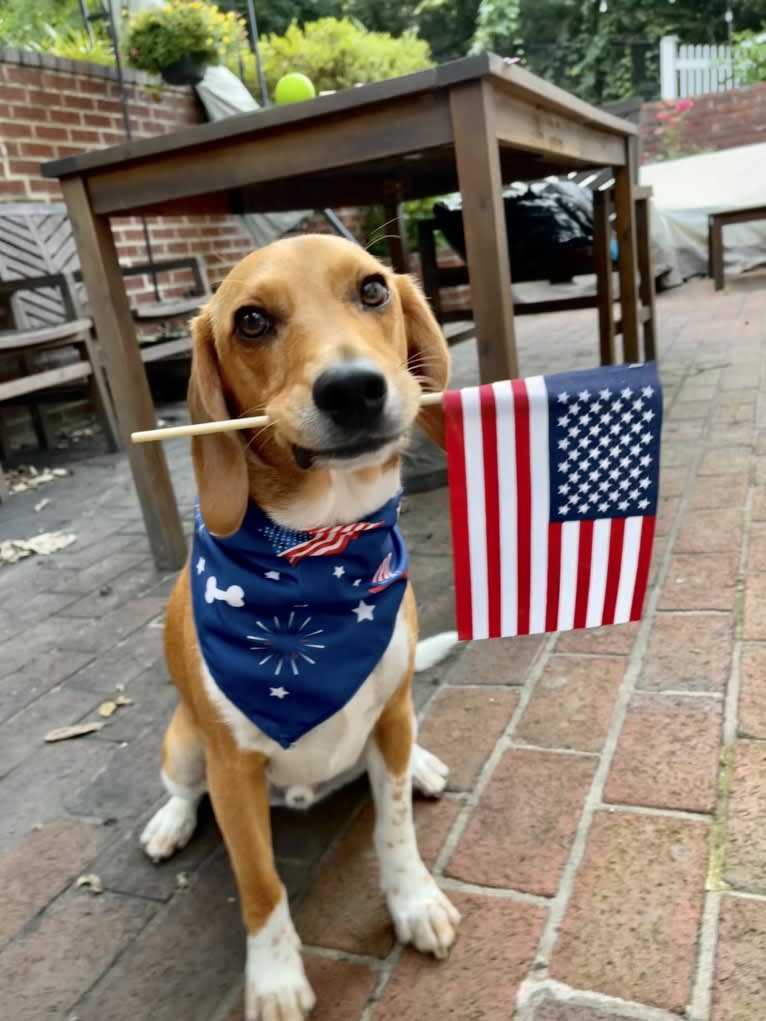 Dublin, a Beagle tested with EmbarkVet.com