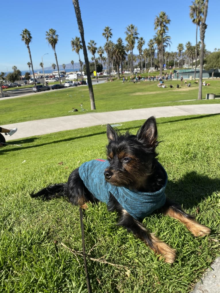 Pascal, a Yorkshire Terrier and Chihuahua mix tested with EmbarkVet.com