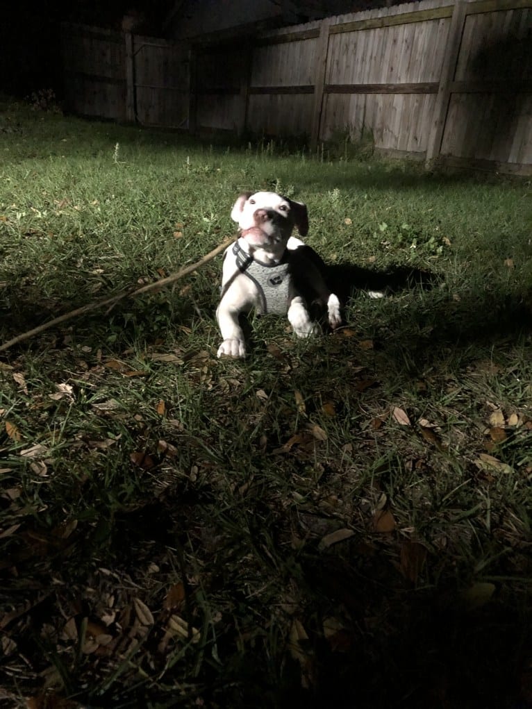 Gambit, an American Pit Bull Terrier and American Staffordshire Terrier mix tested with EmbarkVet.com