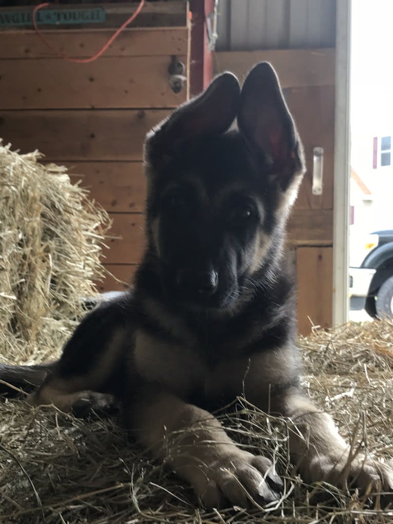 Thor, a German Shepherd Dog tested with EmbarkVet.com