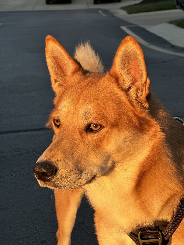 Dax, a Carolina Dog tested with EmbarkVet.com