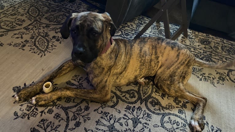 Lillie, a Perro de Presa Canario tested with EmbarkVet.com