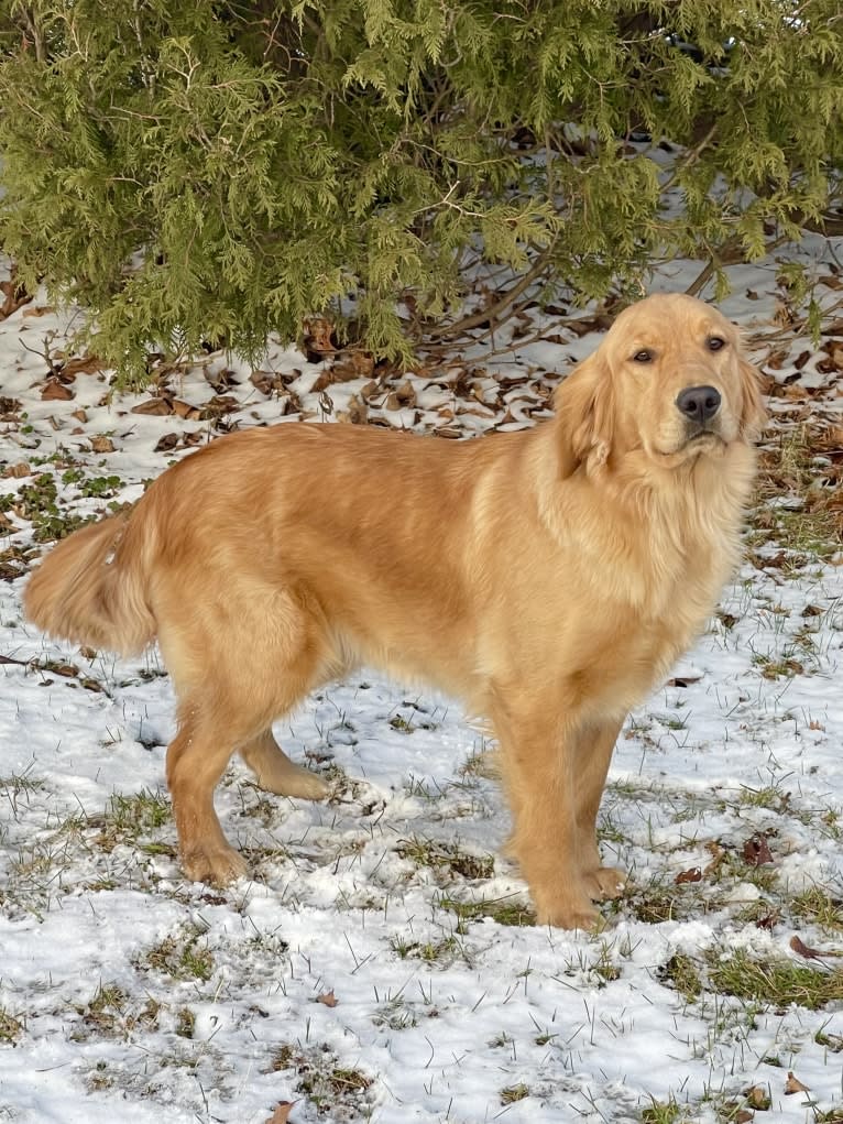 Reba, a Golden Retriever tested with EmbarkVet.com