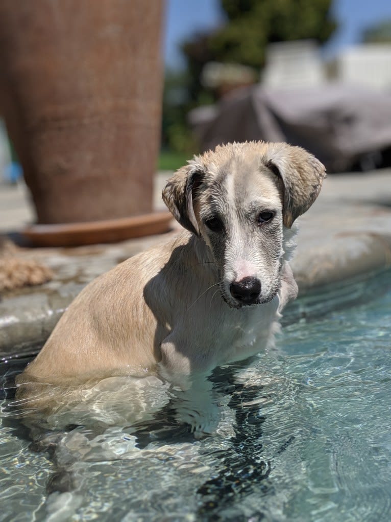 Juno, a Labrador Retriever and Siberian Husky mix tested with EmbarkVet.com