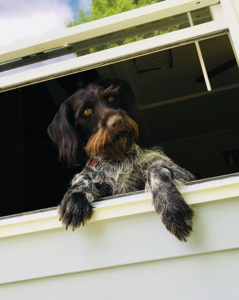 Us, a German Wirehaired Pointer tested with EmbarkVet.com