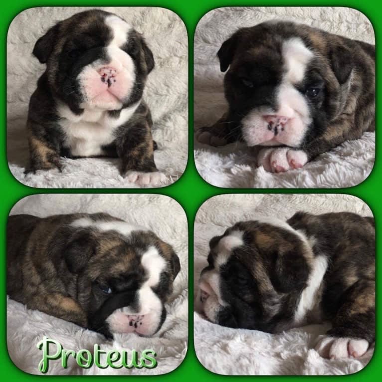Proteus aka Bub, a Bulldog tested with EmbarkVet.com