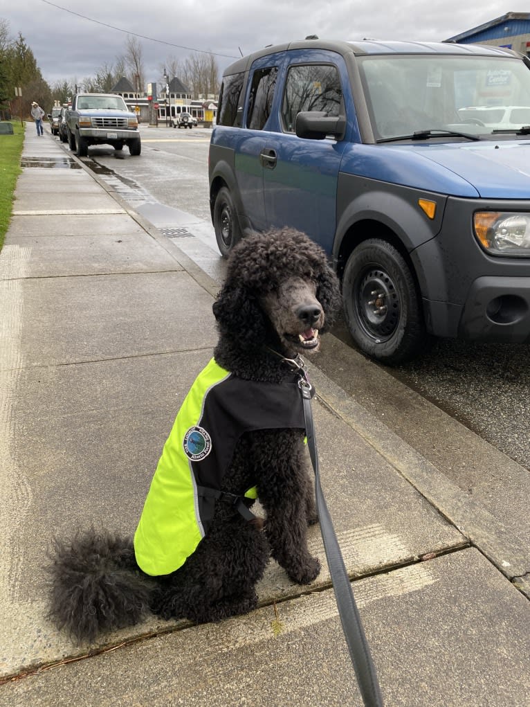 Leo, a Poodle (Standard) tested with EmbarkVet.com