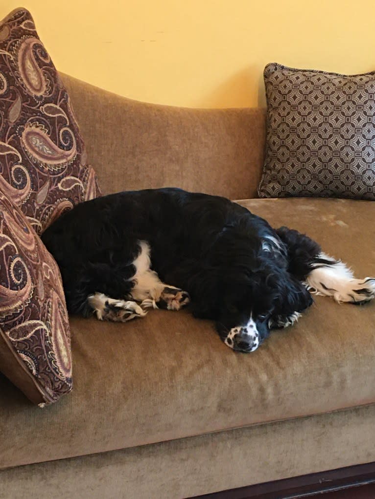 Ricky, a Cocker Spaniel tested with EmbarkVet.com