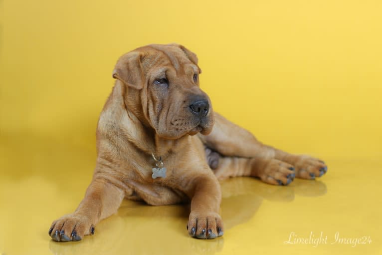 Biggie Small, a Chinese Shar-Pei tested with EmbarkVet.com