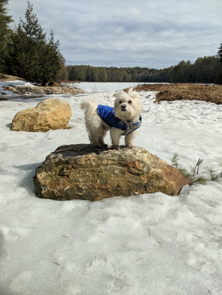 Bevins, a Bichon Frise and Miniature Schnauzer mix tested with EmbarkVet.com