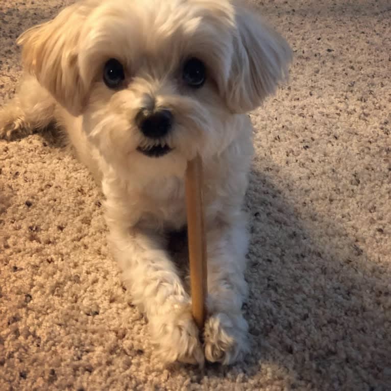 Sherman, a Maltipoo tested with EmbarkVet.com