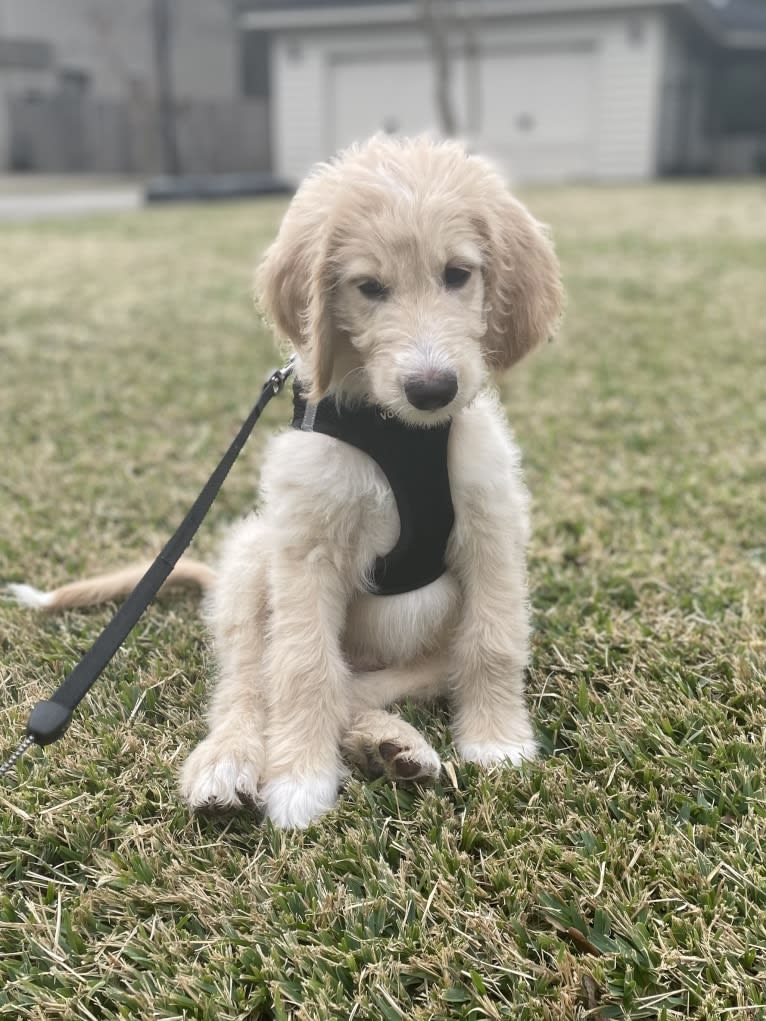 Charlie, a Golden Retriever and Poodle (Standard) mix tested with EmbarkVet.com