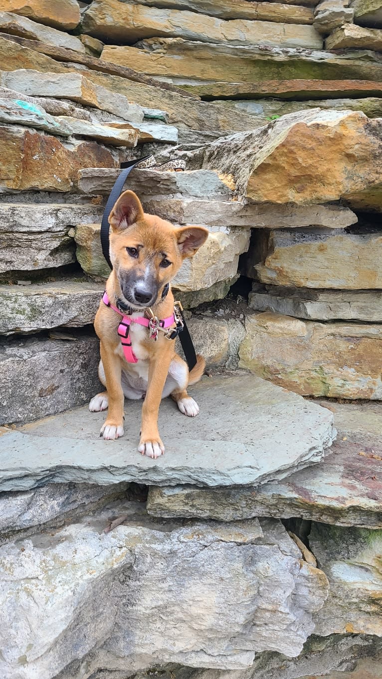 Zari, a New Guinea Singing Dog tested with EmbarkVet.com