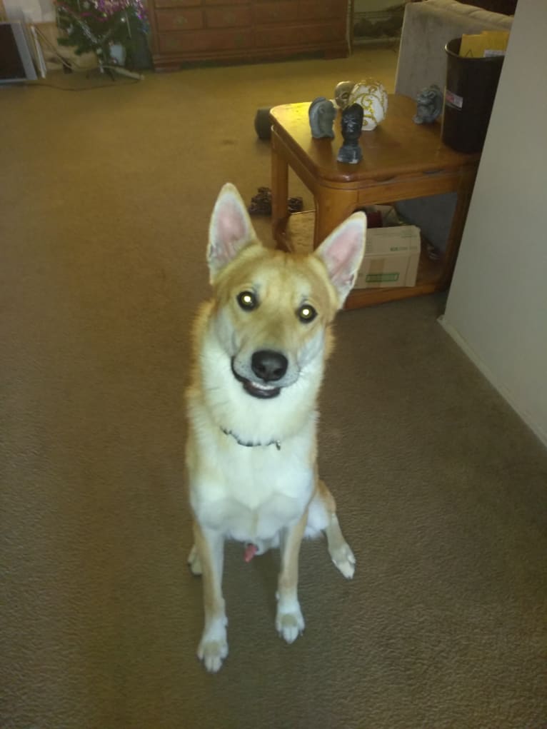 Outlaw, a Siberian Husky and Belgian Malinois mix tested with EmbarkVet.com