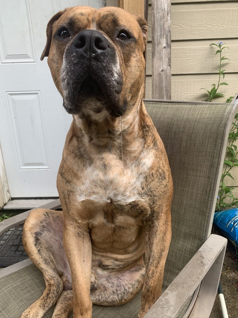 Mikey, an American Bulldog tested with EmbarkVet.com