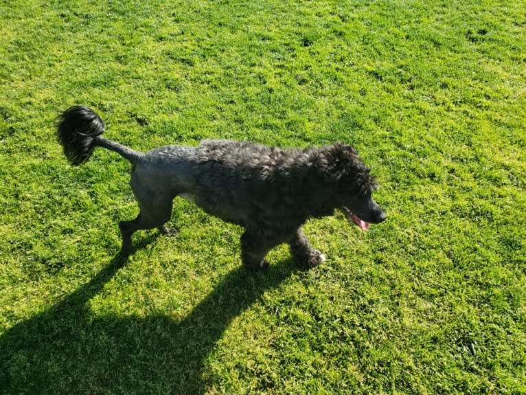 Machín, a Portuguese Water Dog tested with EmbarkVet.com