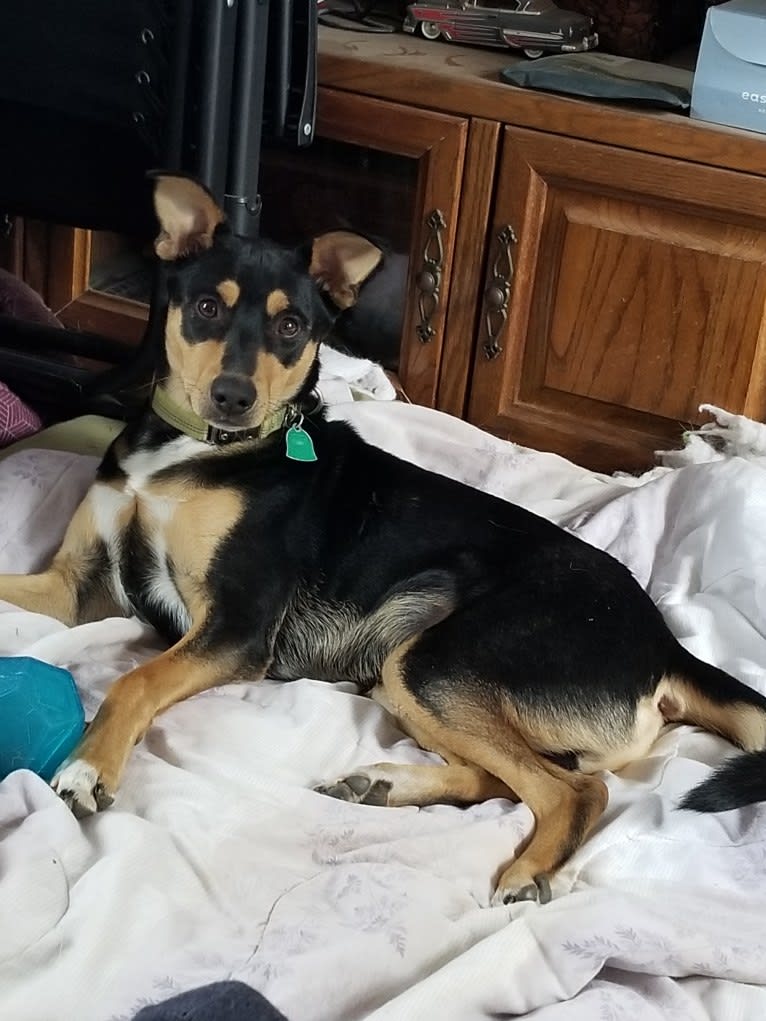 Kenai, a Rat Terrier and German Shepherd Dog mix tested with EmbarkVet.com