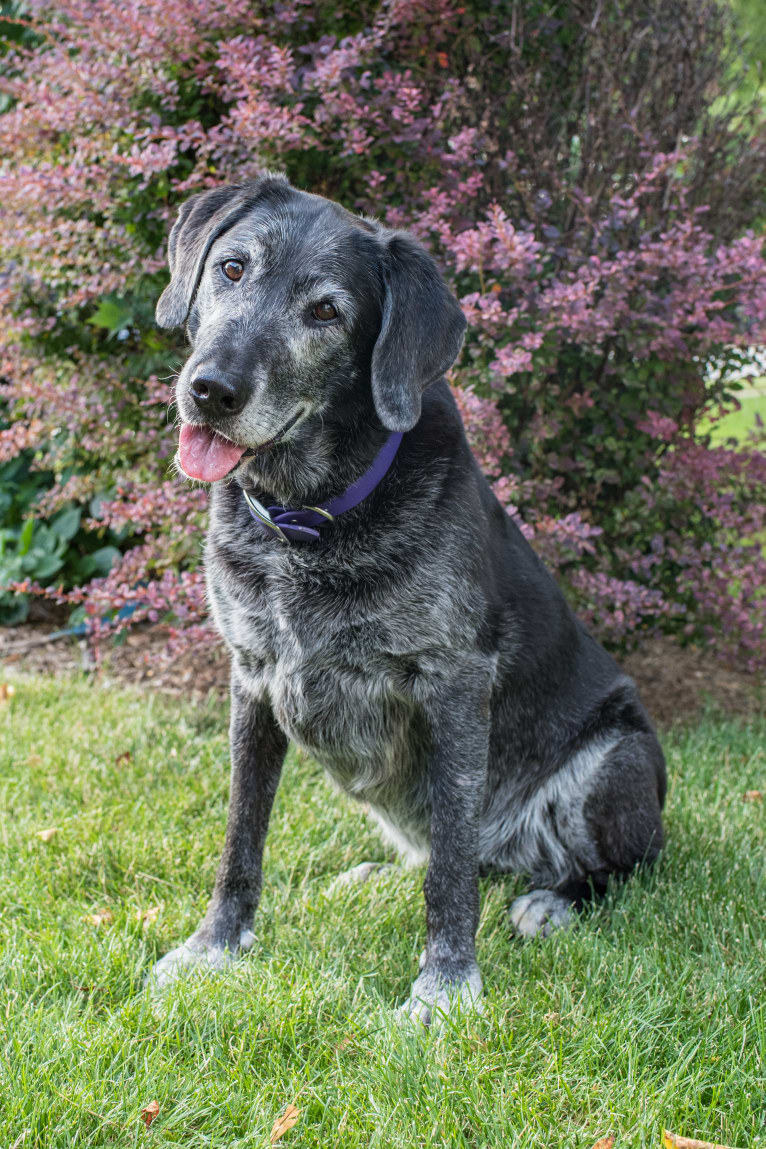 Schimpf's Addicted to the Game ("Addie"), a Labrador Retriever and German Shepherd Dog mix tested with EmbarkVet.com