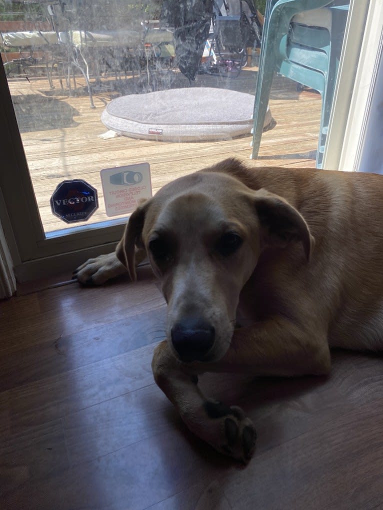 Max, a Great Pyrenees and Australian Cattle Dog mix tested with EmbarkVet.com