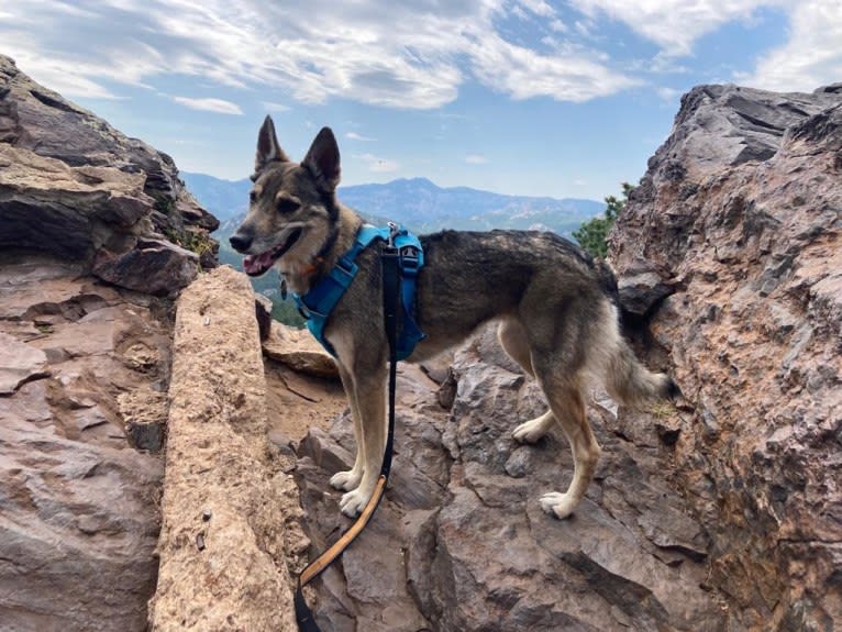 Indigo, a German Shepherd Dog and Belgian Malinois mix tested with EmbarkVet.com