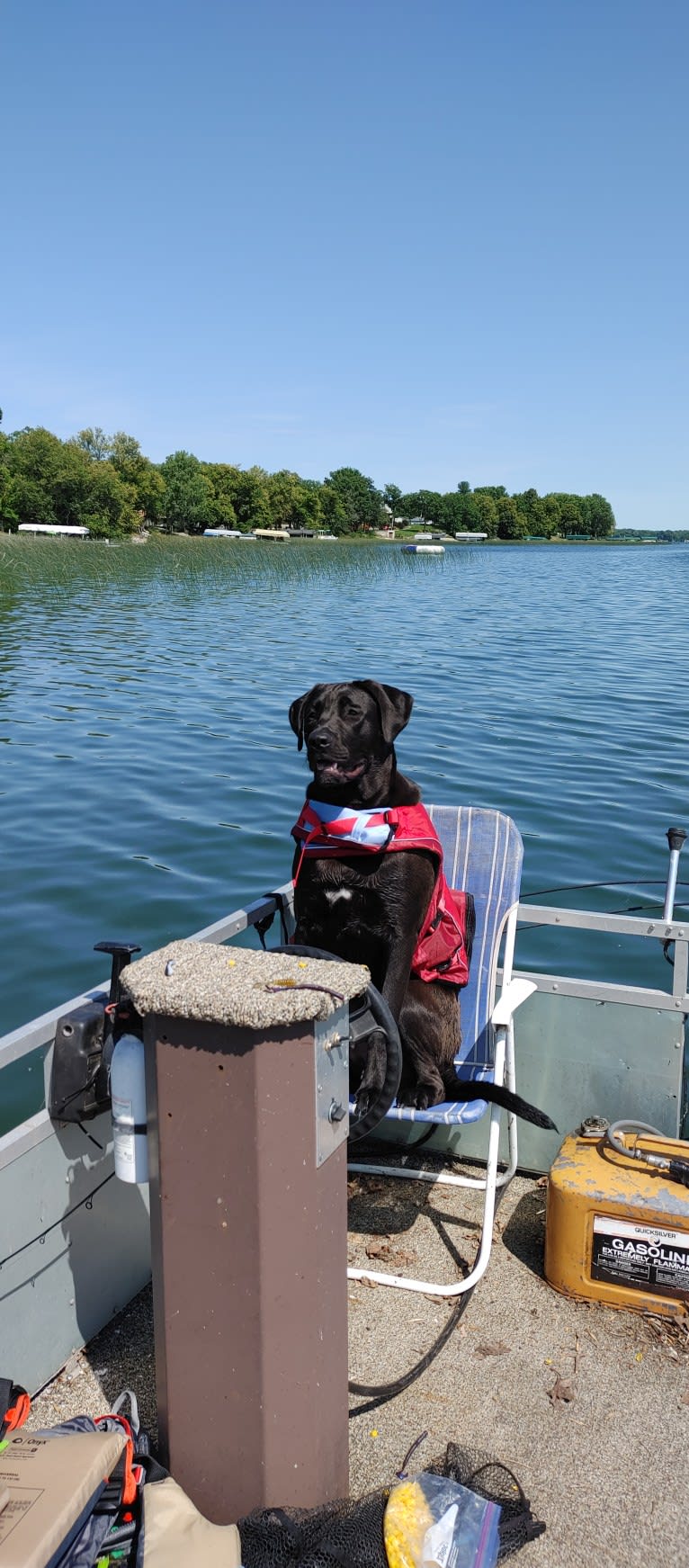 Ottis, a Perro de Presa Canario and English Springer Spaniel mix tested with EmbarkVet.com