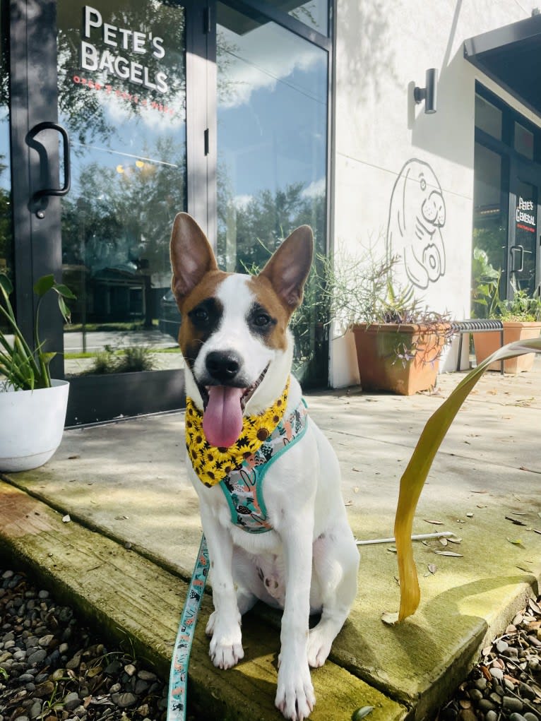 Reishi, an Australian Cattle Dog and American Pit Bull Terrier mix tested with EmbarkVet.com