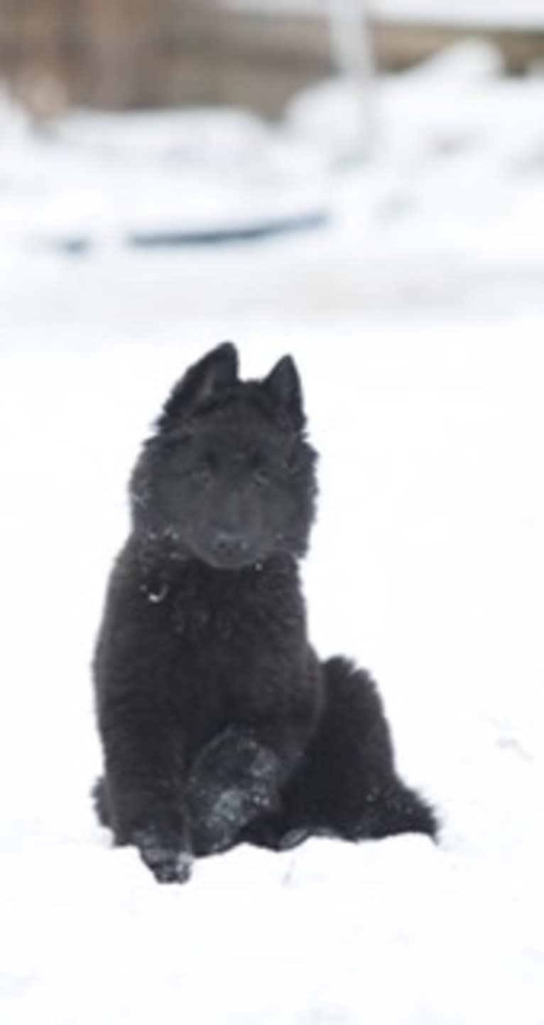 Skye, a Belgian Shepherd tested with EmbarkVet.com