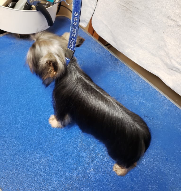 Glitch, a Yorkshire Terrier tested with EmbarkVet.com