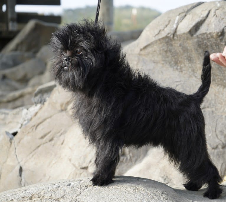 Ch. Sthonore Fine DesignV. Tani Kazari, an Affenpinscher tested with EmbarkVet.com