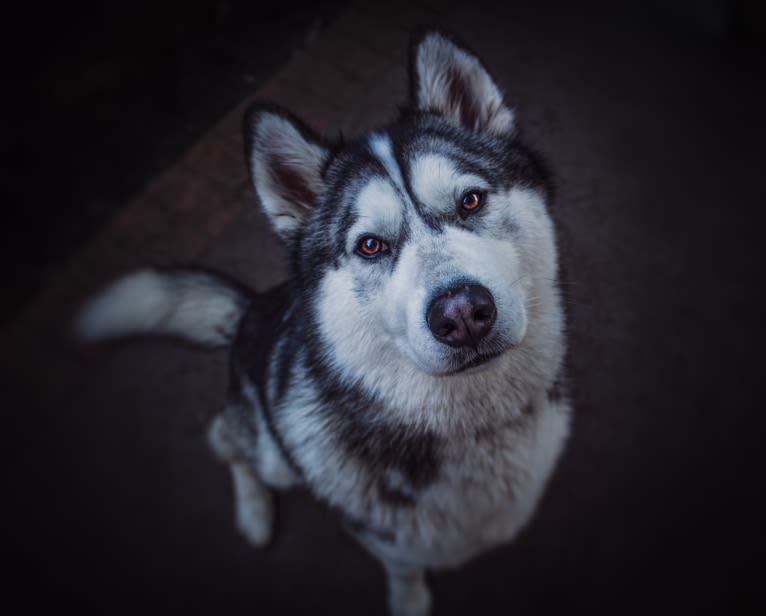 Apollo, a Samoyed and Siberian Husky mix tested with EmbarkVet.com