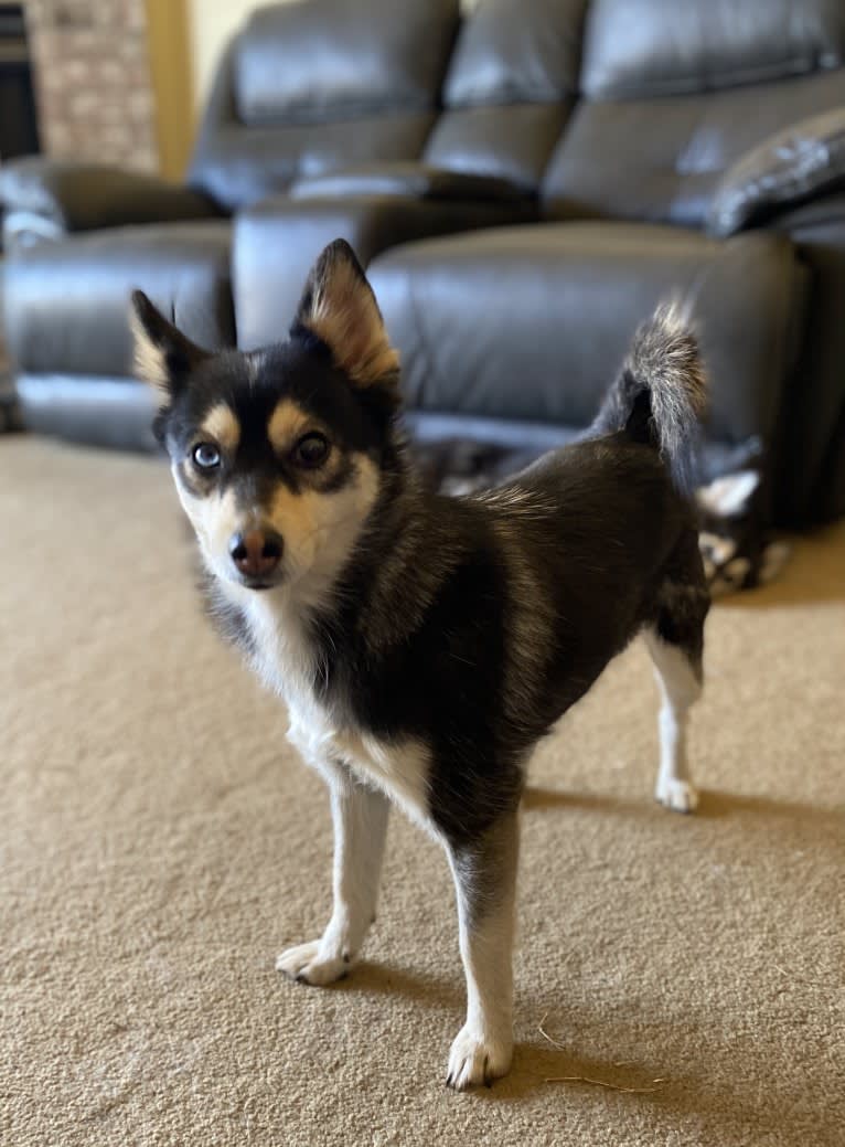 Penny, a Pomsky tested with EmbarkVet.com