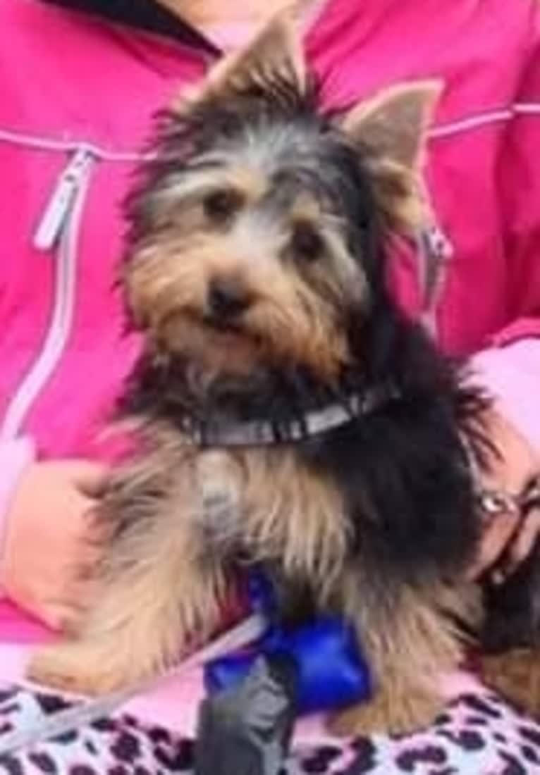 Bangsi, a Silky Terrier tested with EmbarkVet.com