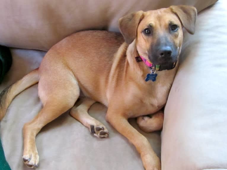 Tater Tot, a Chow Chow and American Pit Bull Terrier mix tested with EmbarkVet.com