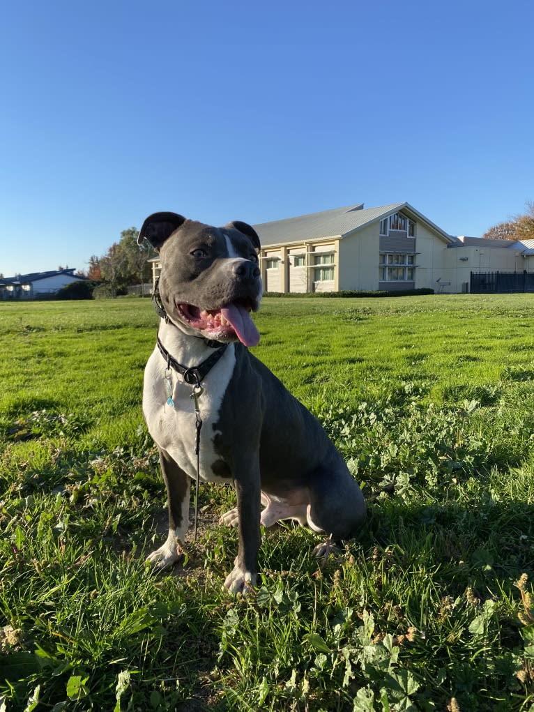 MaSiWei, an American Bully tested with EmbarkVet.com