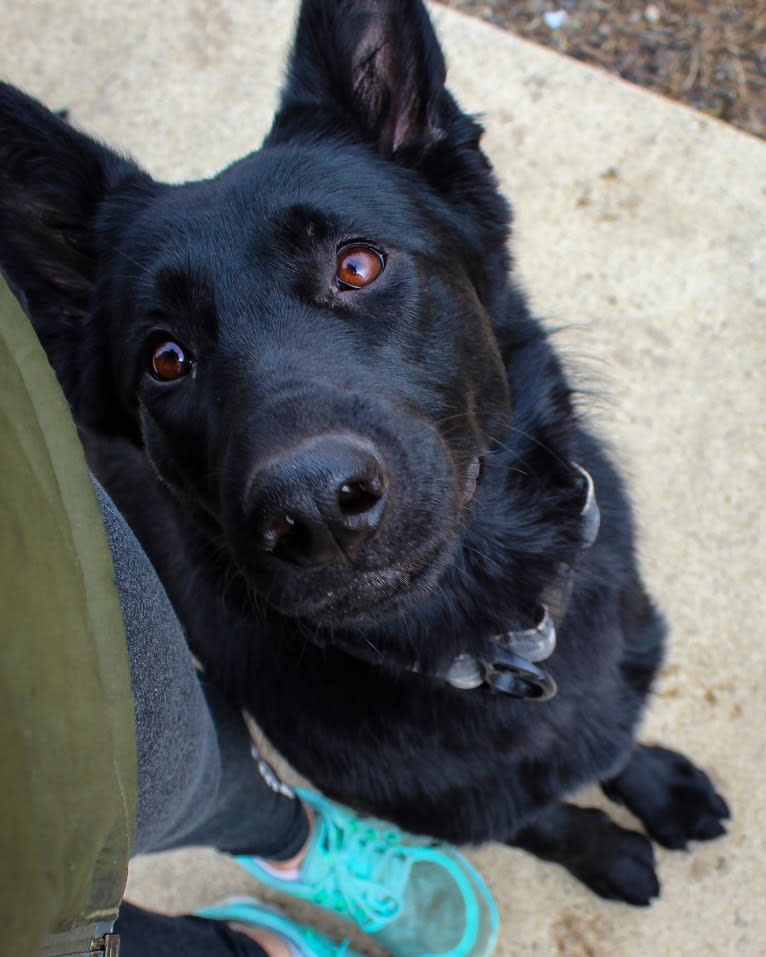 Jetta, a German Shepherd Dog tested with EmbarkVet.com