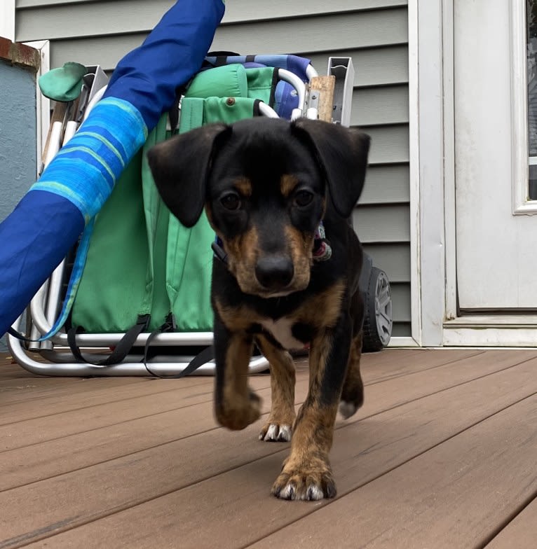 Sergeant, a Chihuahua and Dachshund mix tested with EmbarkVet.com