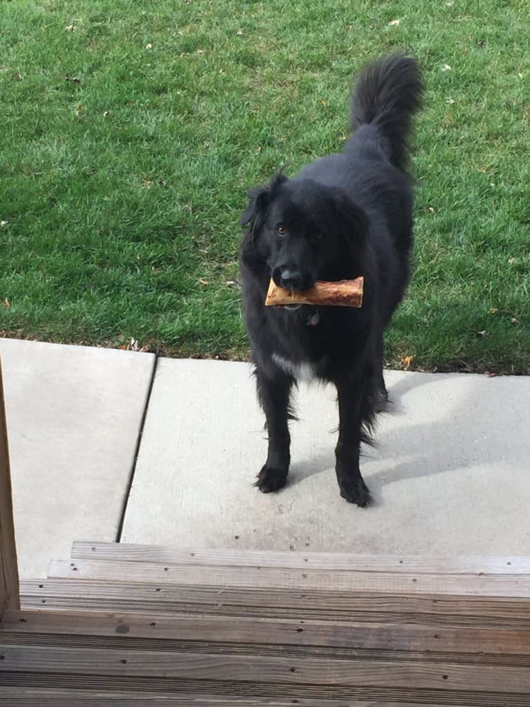 Tucker, a German Shepherd Dog and English Springer Spaniel mix tested with EmbarkVet.com