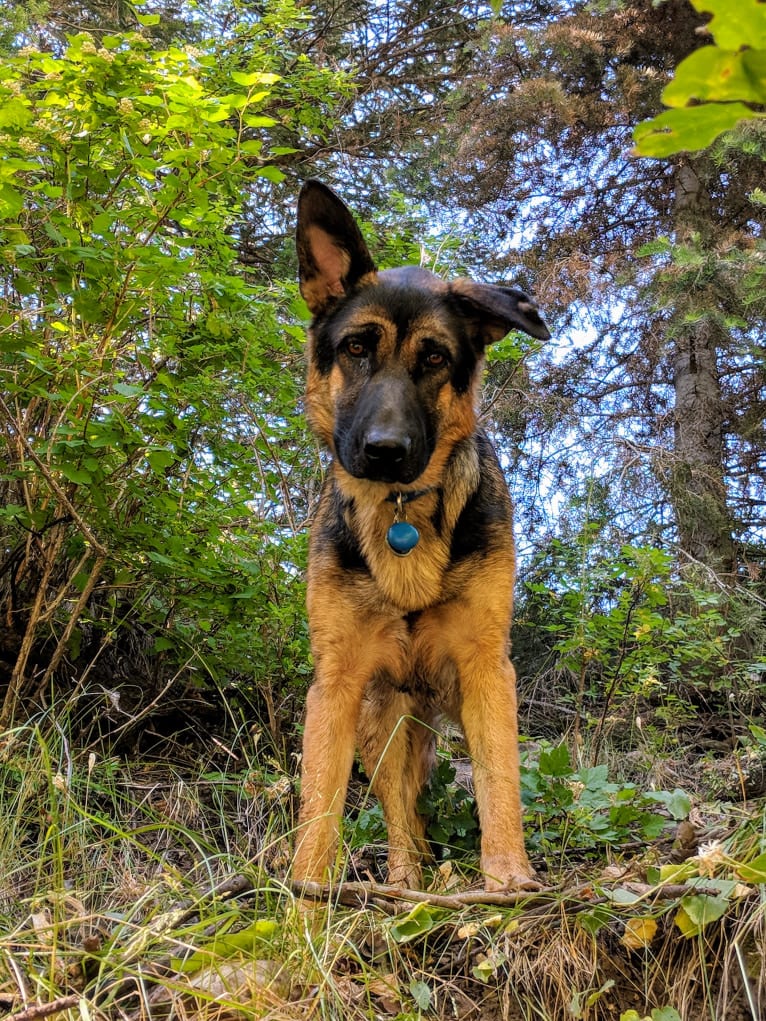 Brutus, a German Shepherd Dog and Samoyed mix tested with EmbarkVet.com