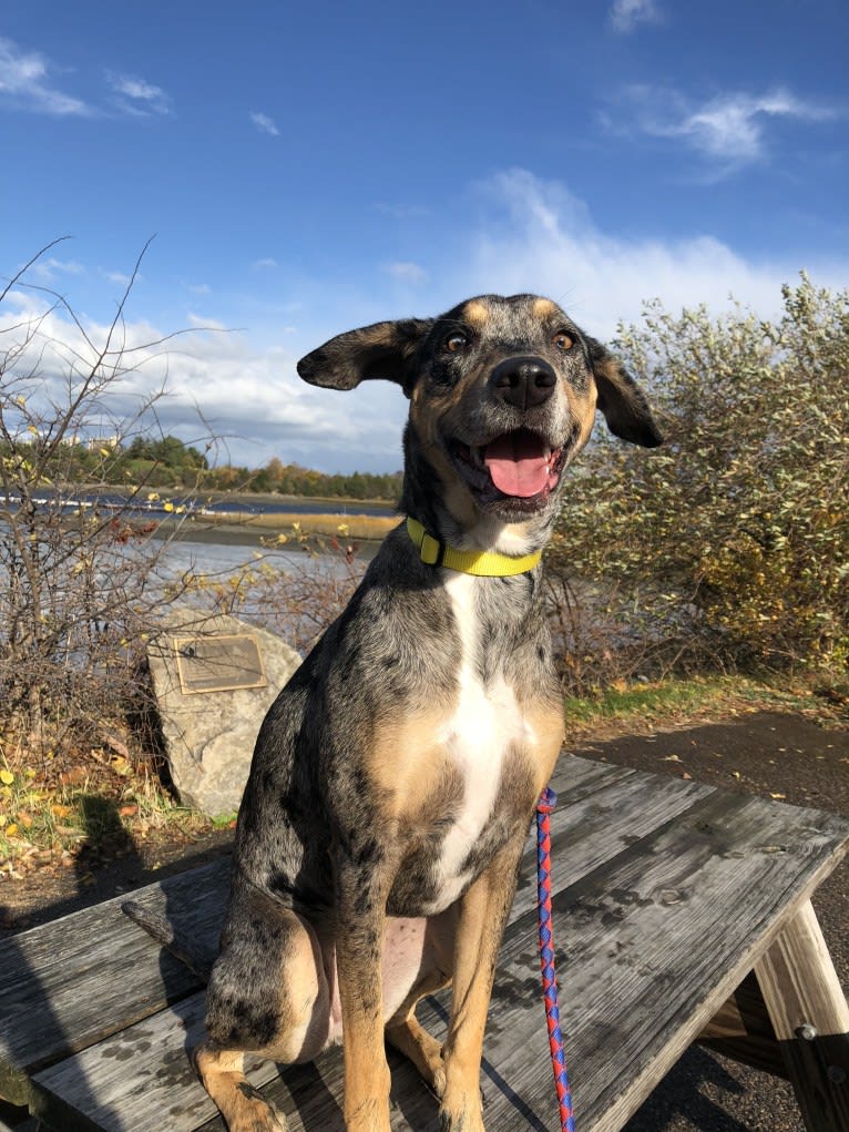 Bowie, a Catahoula Leopard Dog and Doberman Pinscher mix tested with EmbarkVet.com