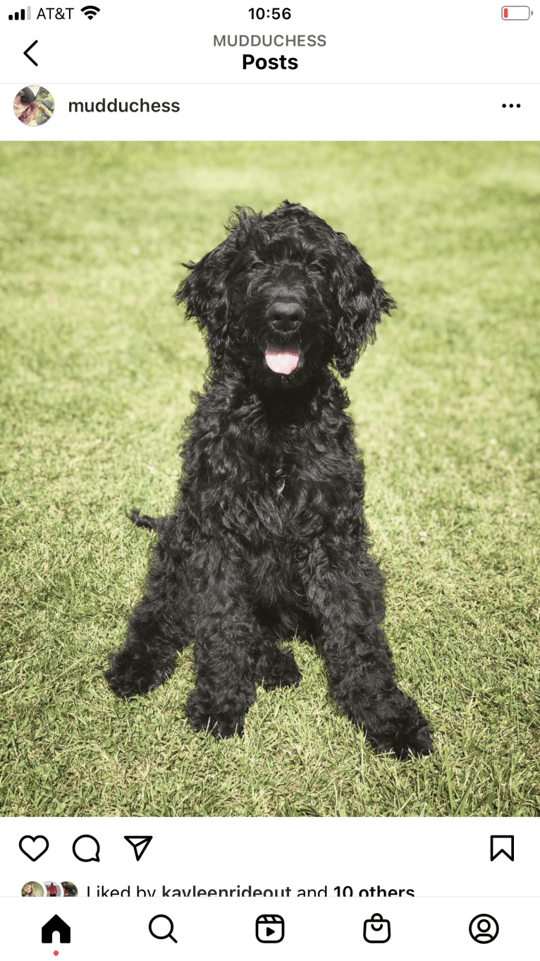 Louie, a Goldendoodle tested with EmbarkVet.com