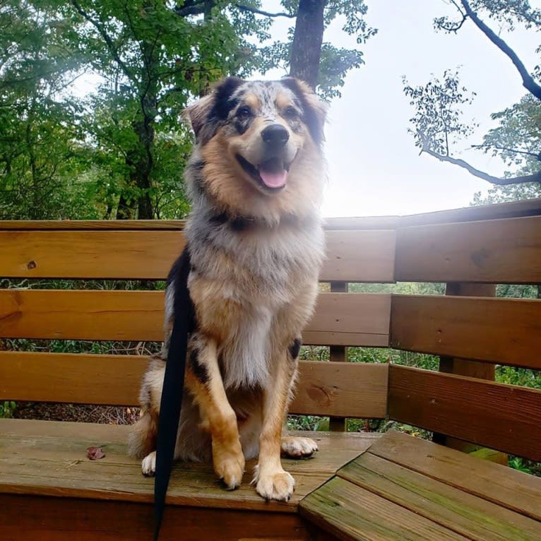 Dodge, an Australian Shepherd tested with EmbarkVet.com