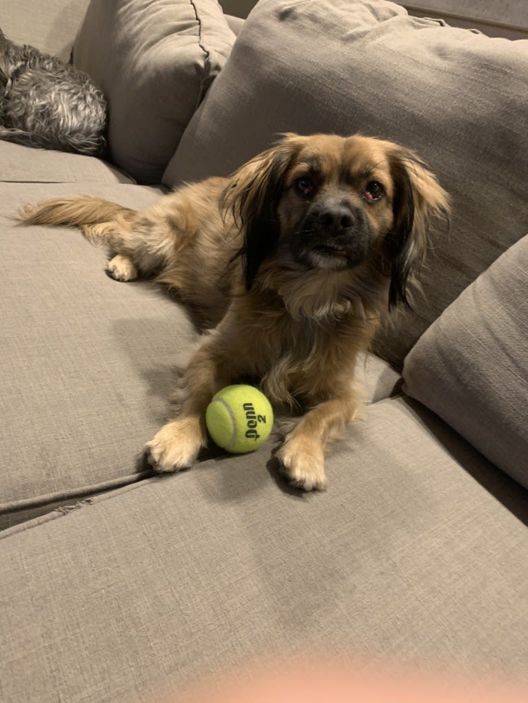 Altuve, a Cocker Spaniel and Pekingese mix tested with EmbarkVet.com