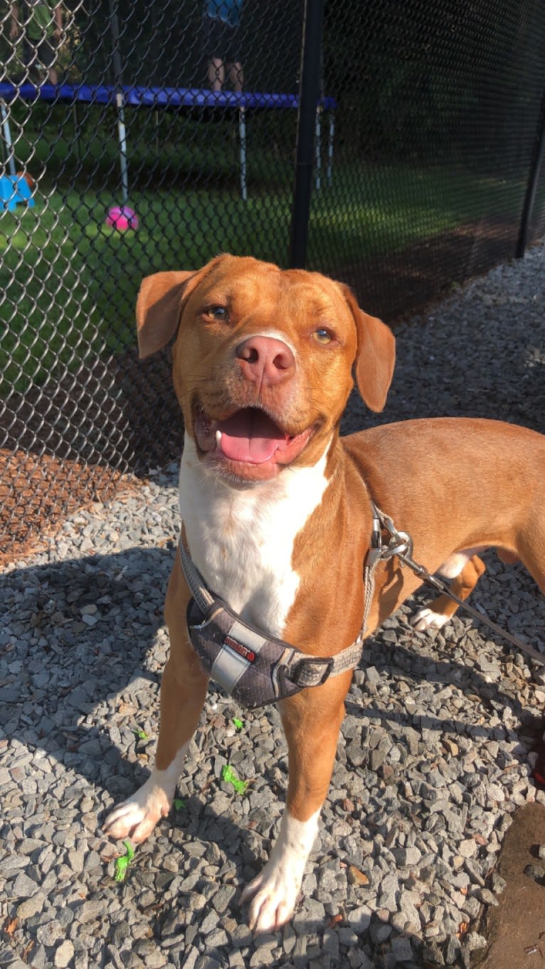 Ziggy, an American Pit Bull Terrier and Miniature Pinscher mix tested with EmbarkVet.com