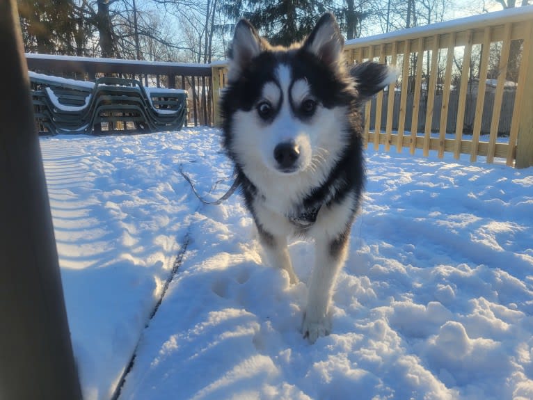 Tikanni, a Pomsky tested with EmbarkVet.com