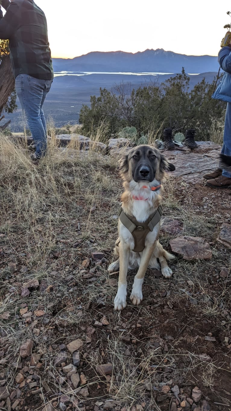 Oates, a West Asian Village Dog tested with EmbarkVet.com