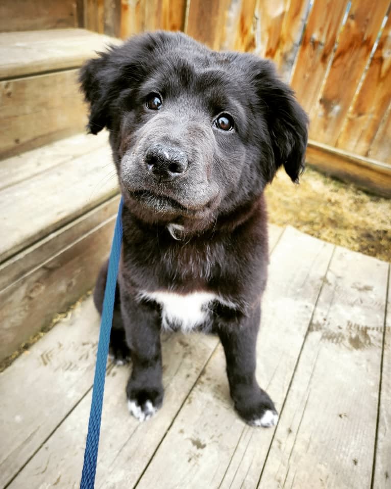 Bowser, an American Pit Bull Terrier and Siberian Husky mix tested with EmbarkVet.com