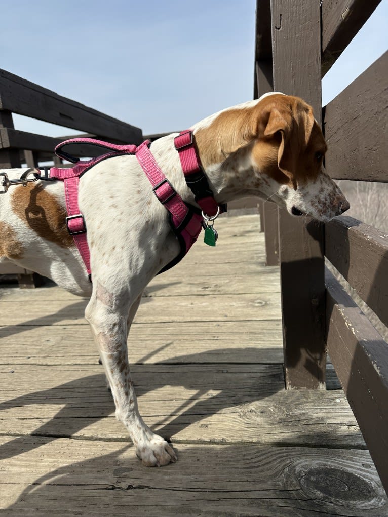 Texie, a Pointer and Llewellin Setter mix tested with EmbarkVet.com